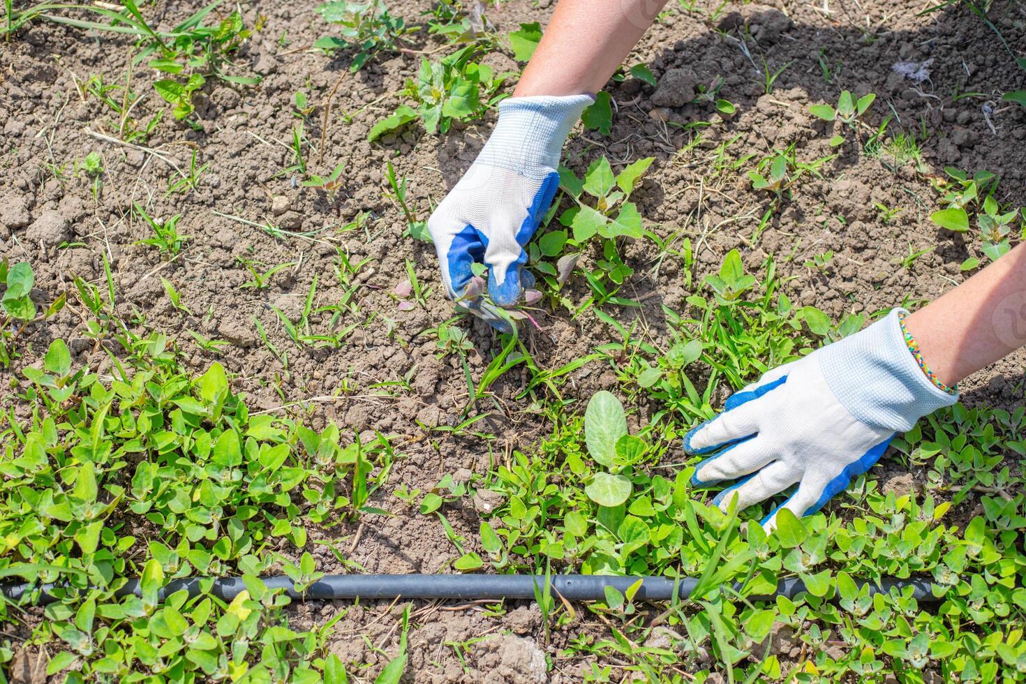 woman in gloves weeds zucchini, pumpkin and melon plants growing in beds with drip irrigation. Weed control, weeding seedlings photo