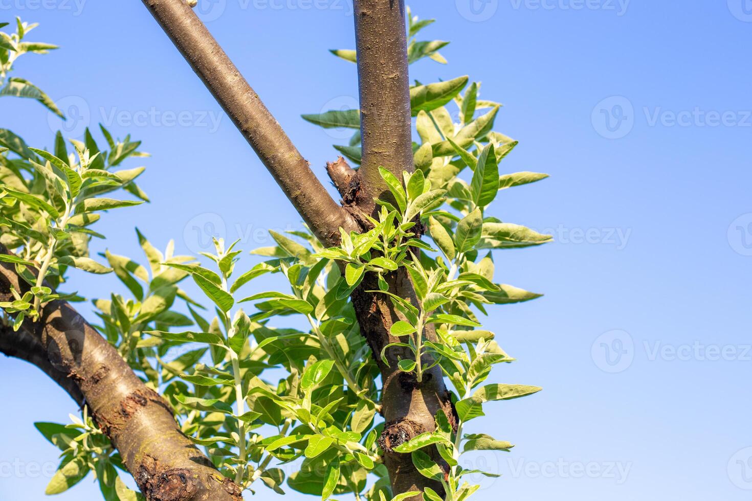 The trunks of the ornamental tree, silver oleaster, become overgrown with young branches and foliage after formative pruning photo
