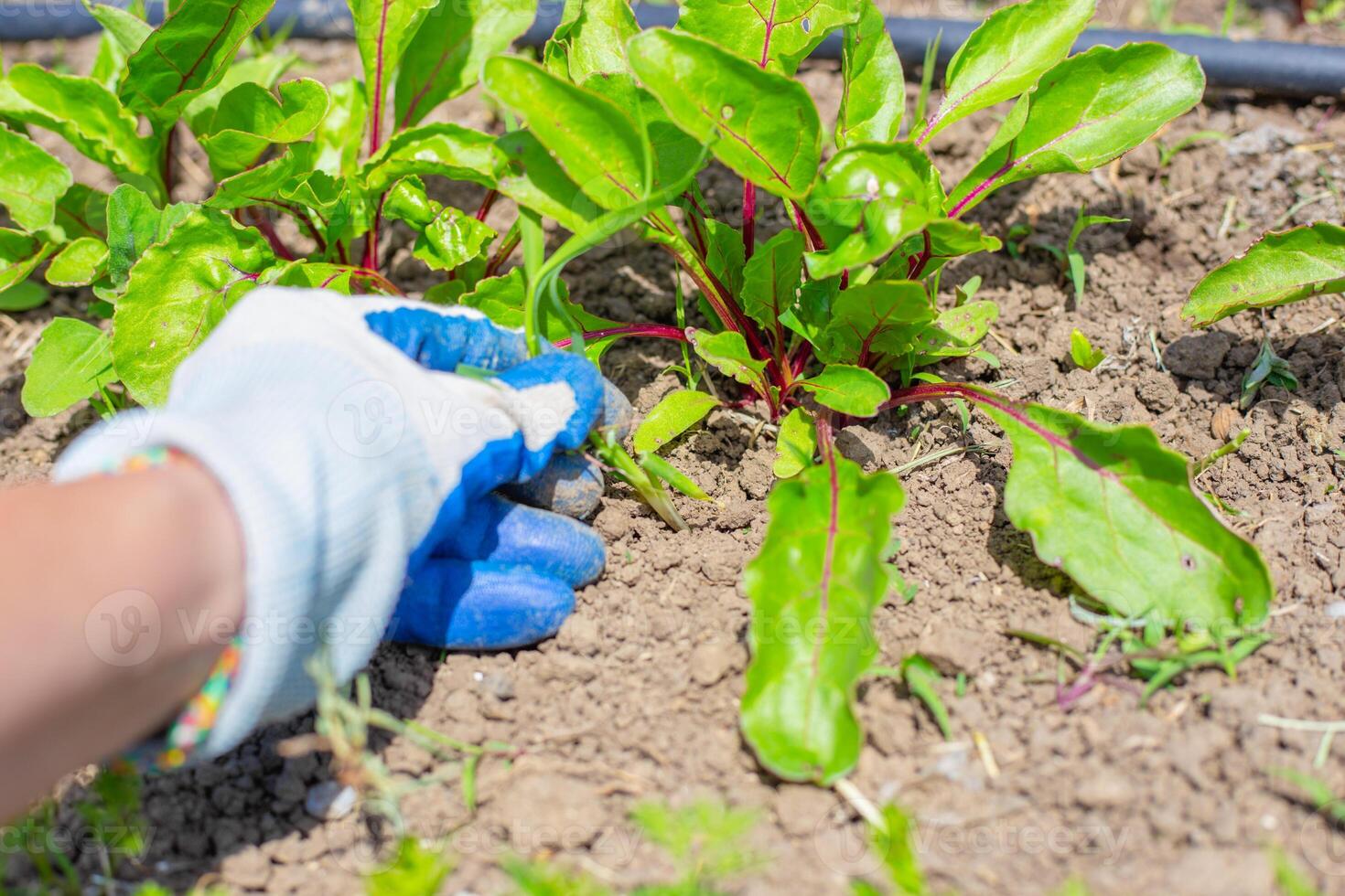 woman in gloves weeds beet plants growing in beds with drip irrigation. Weed control, weeding seedlings photo