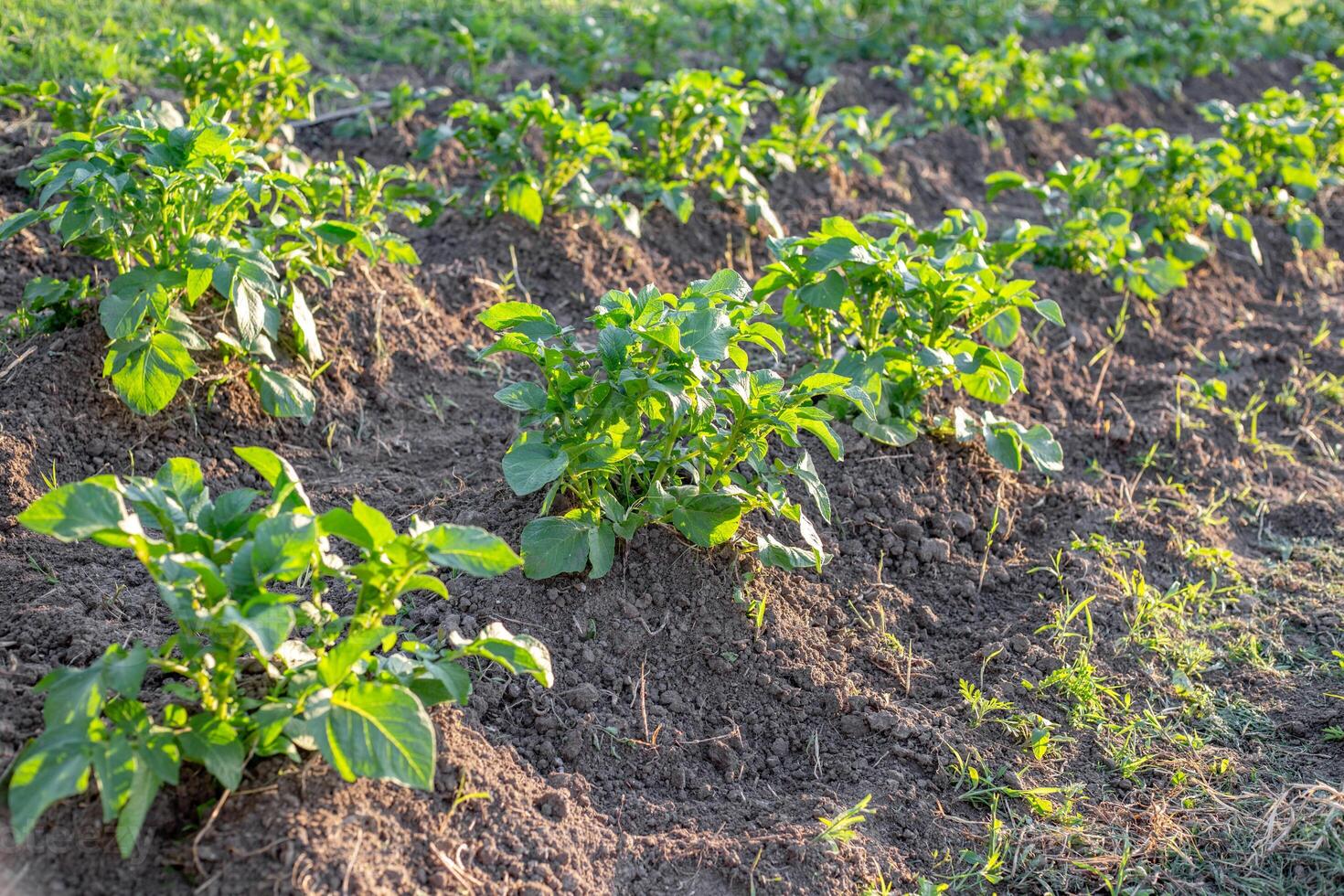 Agricultural field with rows of potatoes covered with earth. Growing vegetables in a vegetable garden. photo