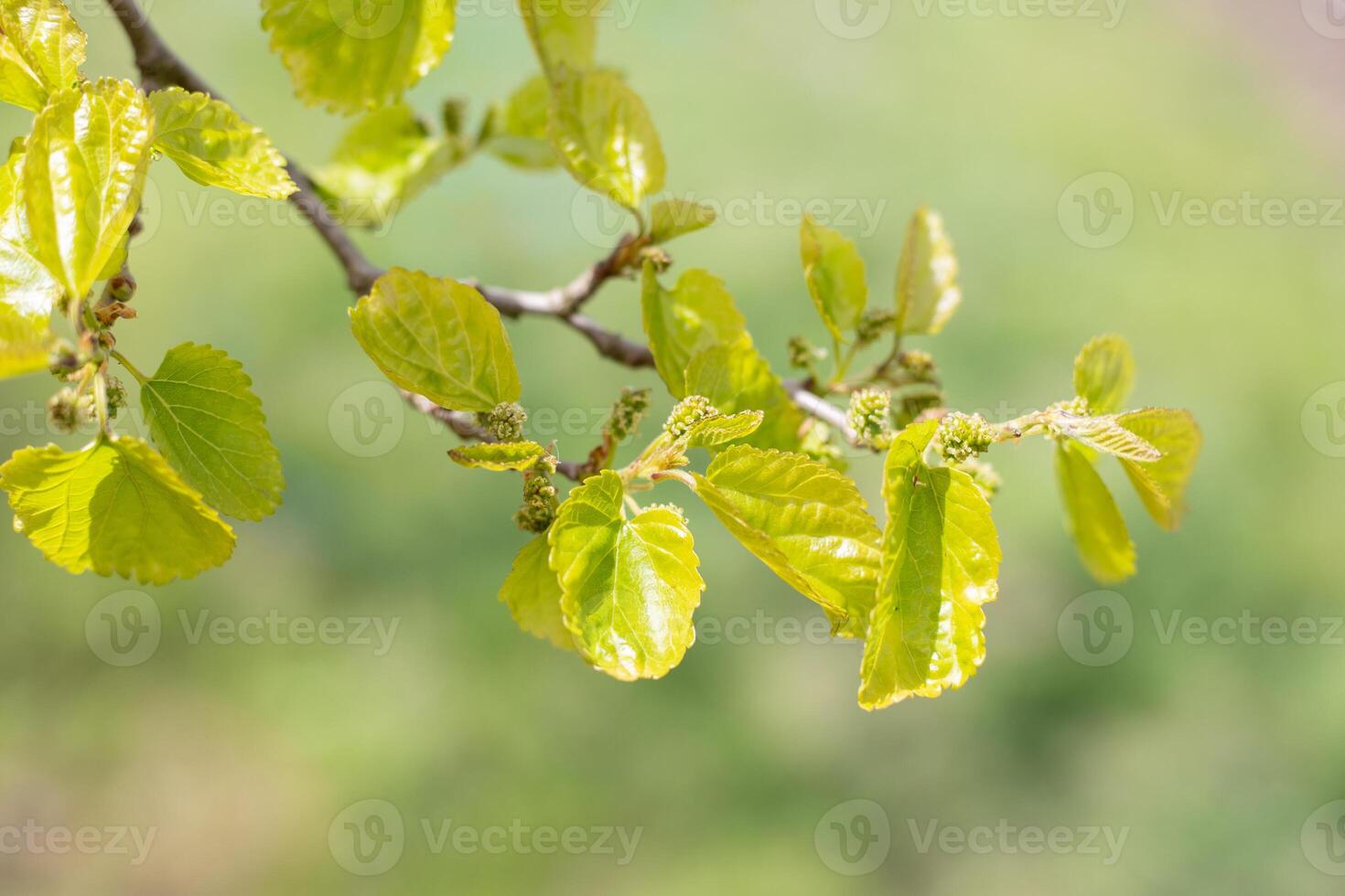 Mulberry ripens on a tree branch on a spring day, blurred soft background of greenery. photo