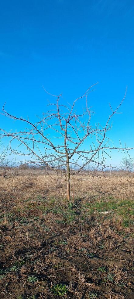 Apple fruit tree with spreading branches without leaves in the garden in early spring. Mobile photo
