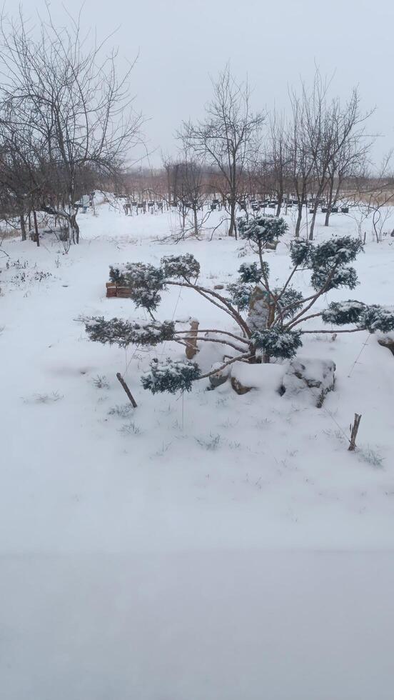 Juniper bush with niwaki formation spreads out in the yard of a rural house on a winter snowy day. mobile photo