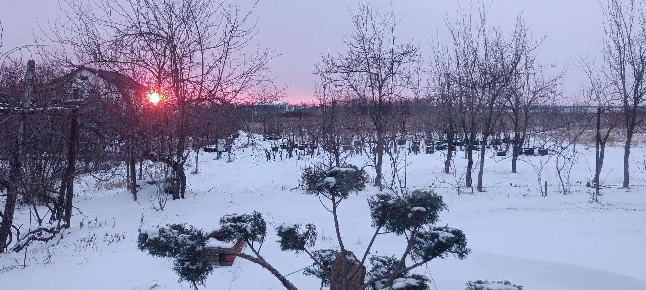 Juniper bush with niwaki formation spreads out in the yard of a rural house on a winter snowy day. mobile photo. photo