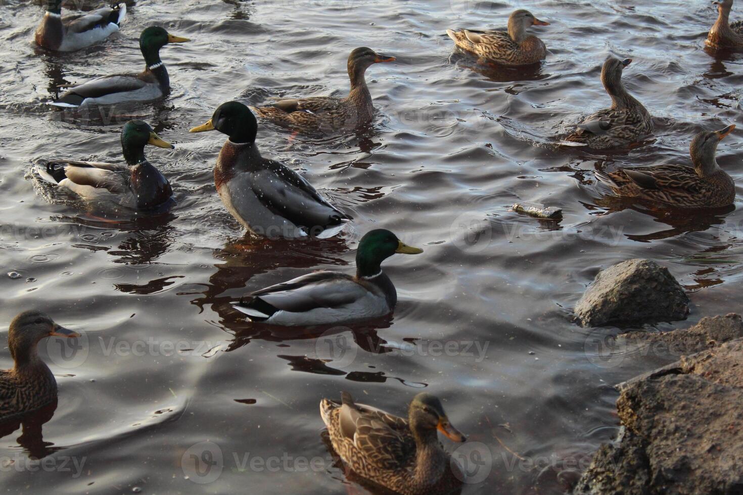 A flock of ducks rests on the water. Migratory birds in autumn photo