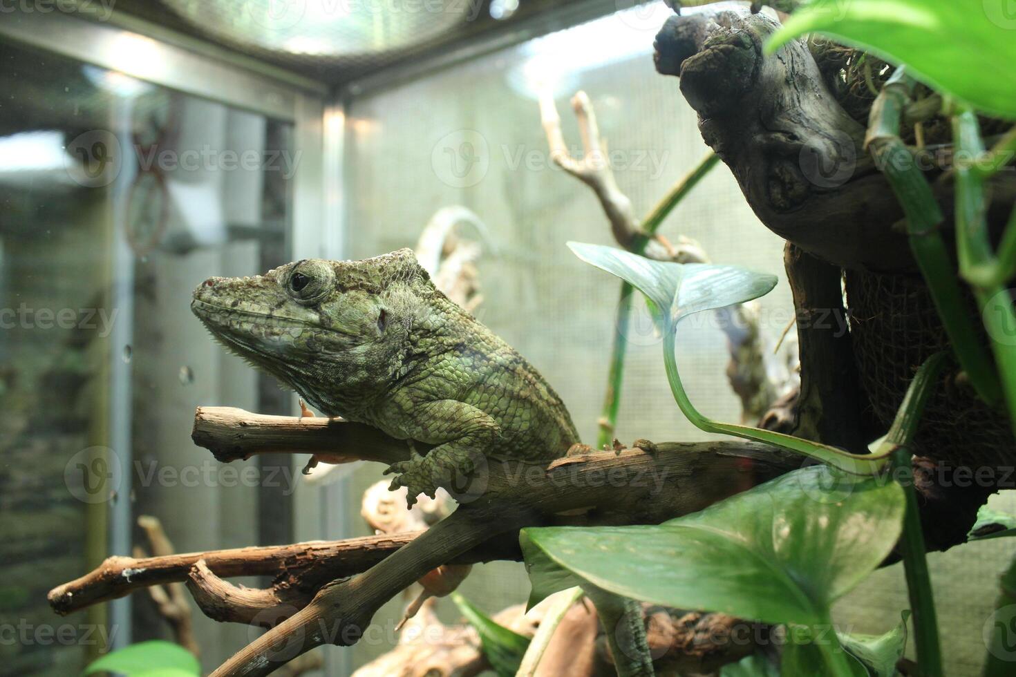 Gray chameleon porcus close-up looking into the frame photo