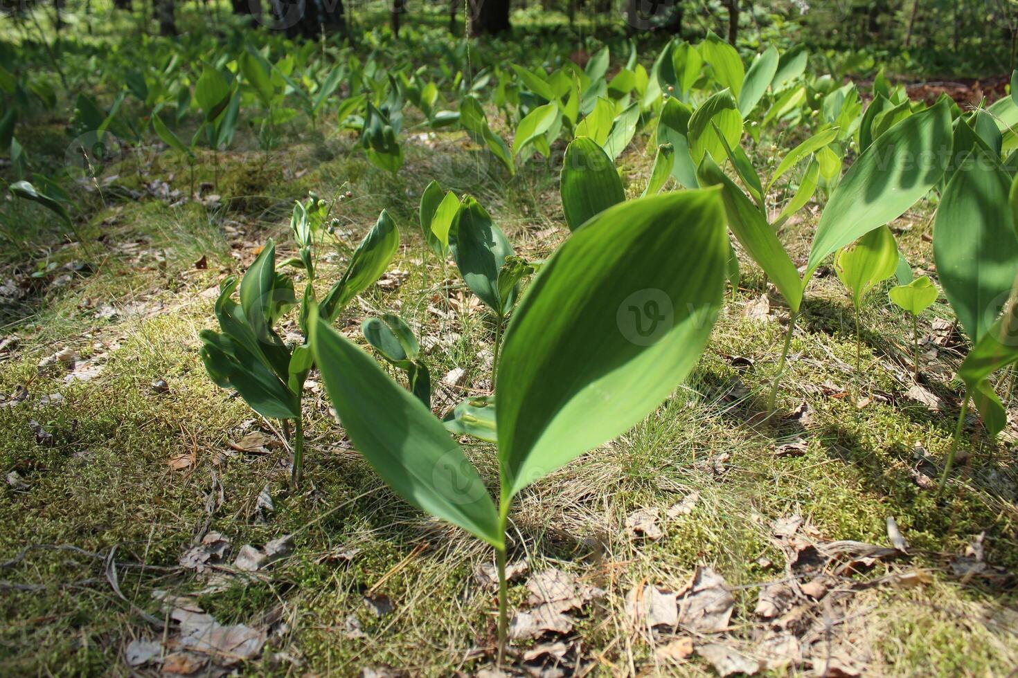 Lily-of-the-valley flower plant with large green leaves in the forest. Concept of Forest Plants Flowers Wild Plants photo