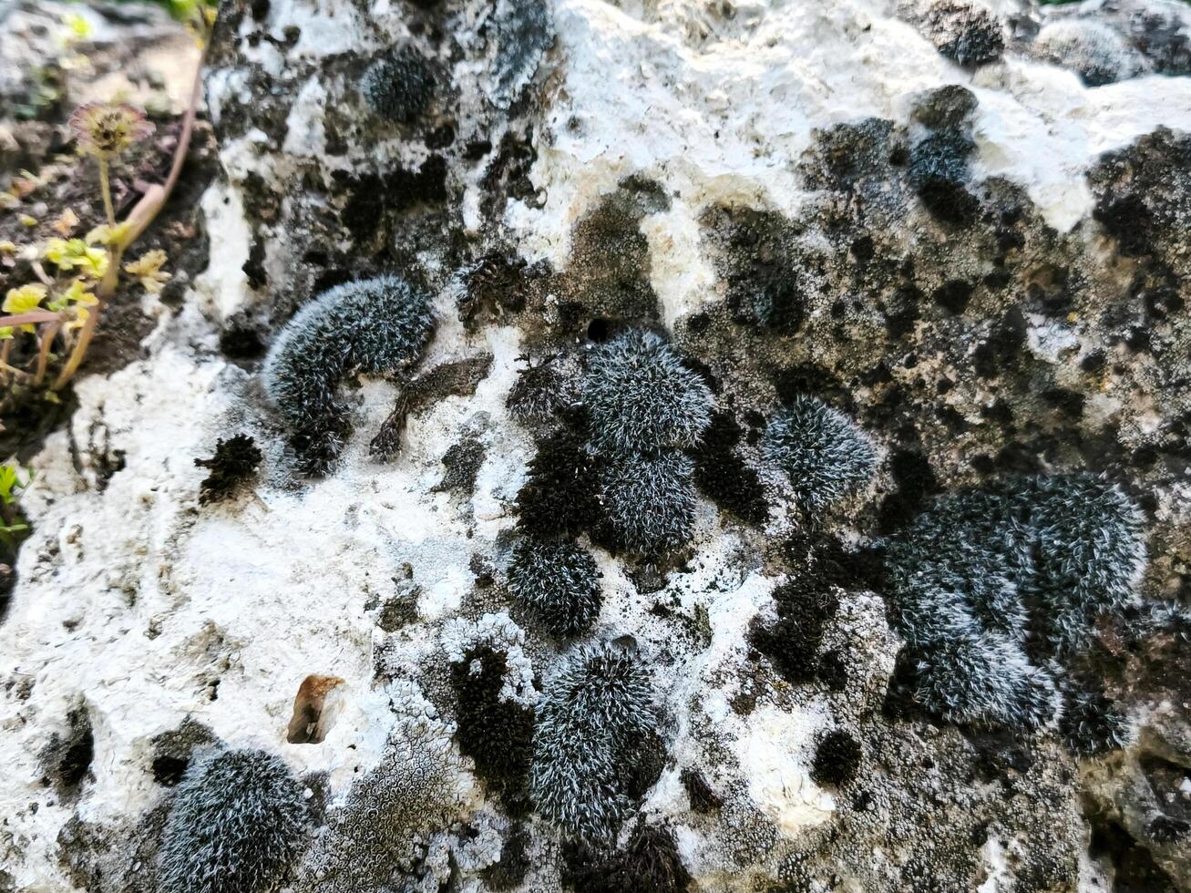 A rock covered in moss and lichen. The moss is green and white in color. The rock is covered in a thick layer of moss and lichen, giving it a somewhat aged and weathered appearance photo