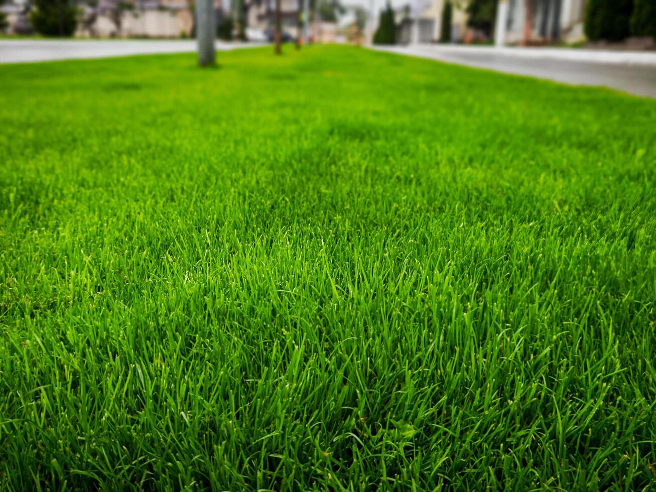 A large, lush green lawn with a tree in the background. The grass is well-maintained and the overall appearance is inviting and peaceful photo