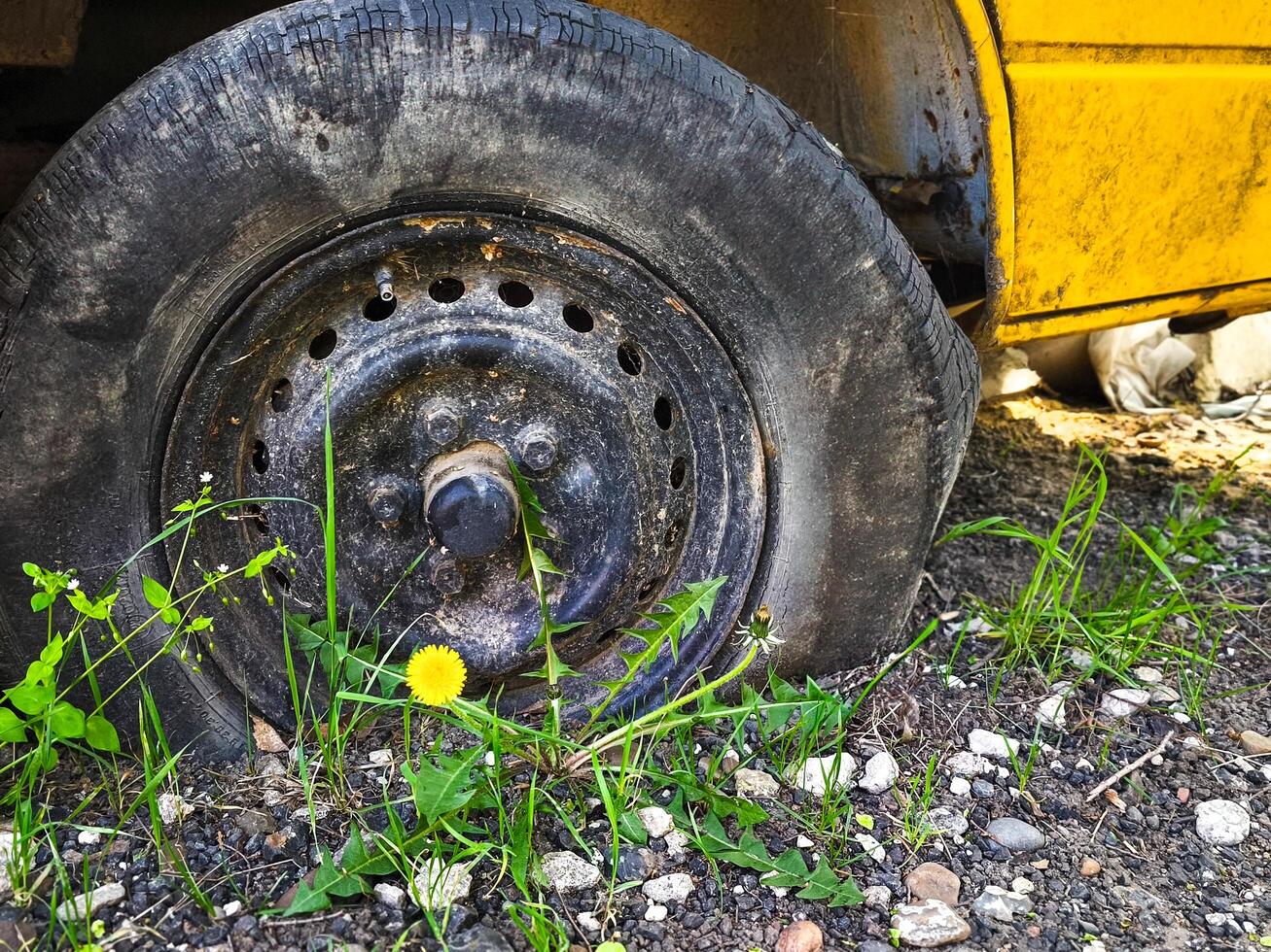 A yellow car tire with a black rim is on the ground. The tire is surrounded by grass and dirt photo