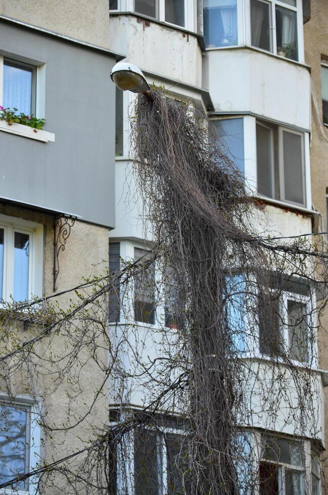 A tree with a lot of leaves is growing on a building. The leaves are brown and the tree is leaning on the building photo