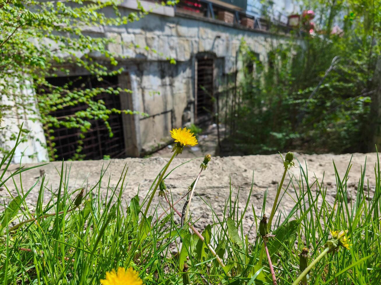 A yellow flower is in the grass next to a building. The grass is green and the building is grey photo