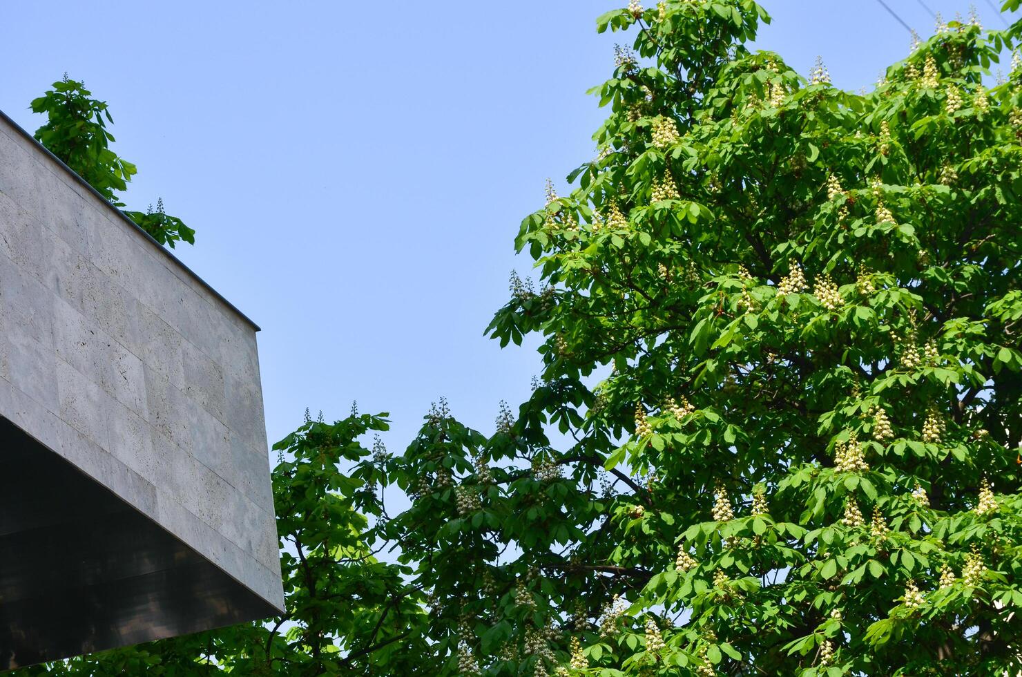 A tree with green leaves and yellow nuts is in front of a building. The sky is blue and clear photo