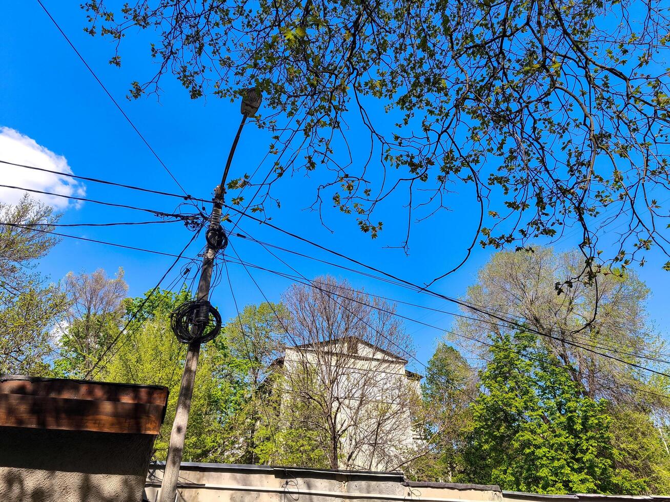 A tree with a power line running through it. The sky is blue and clear photo