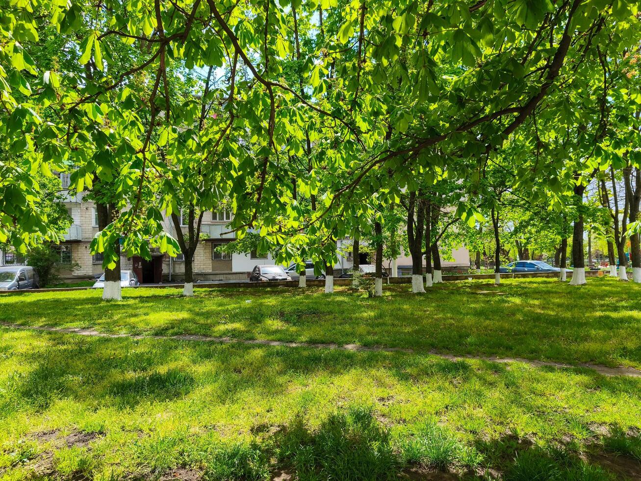 A park with a lot of trees and a few cars parked in the background. The trees are green and the grass is lush photo