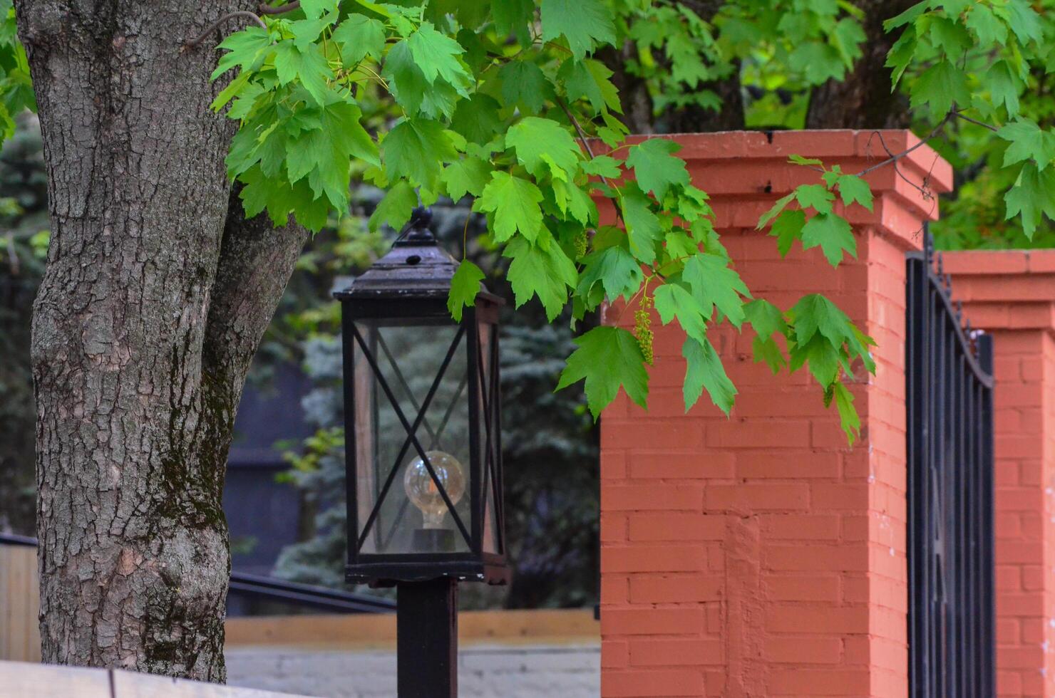 A street lamp with a light on it is positioned next to a tree. The light is turned on, illuminating the area around it. The tree is lush and green photo