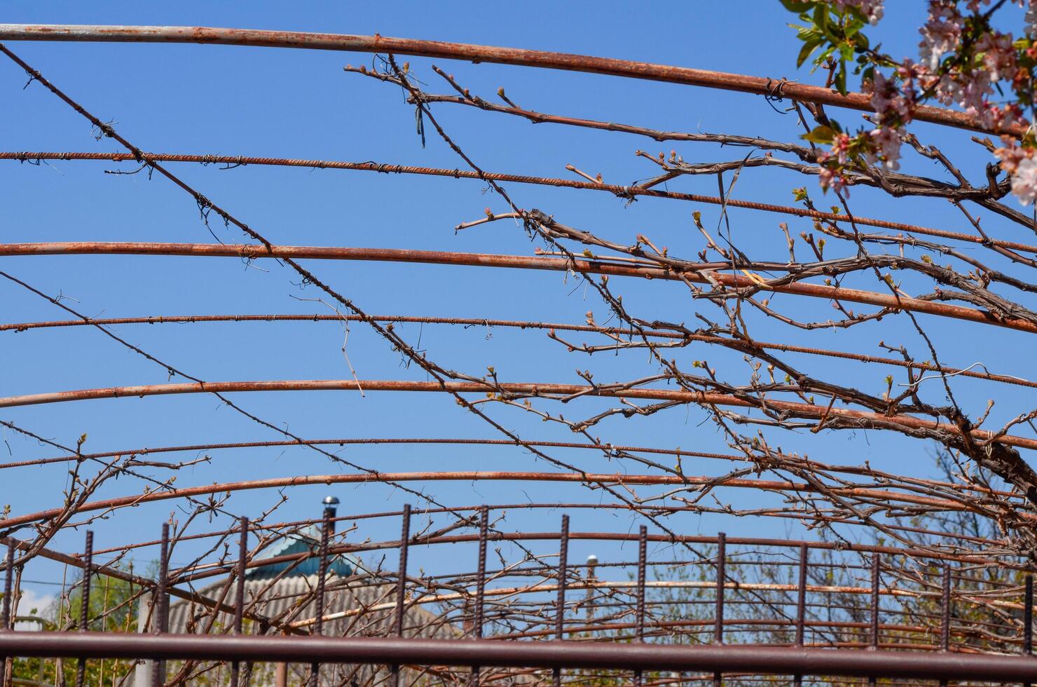 A large, arched structure with many branches and leaves. The branches are twisted and bent, giving the impression of a tangled mess. The leaves are brown and withered photo