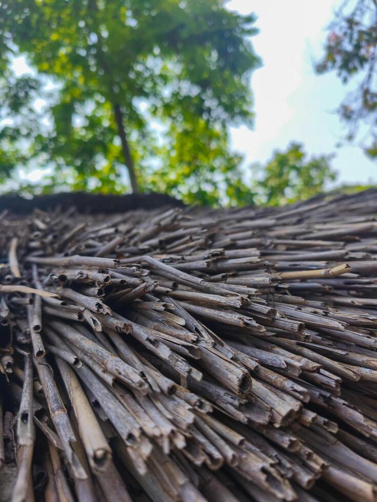 A close up of a tree with a bunch of sticks on it. The sticks are brown and the tree is green photo