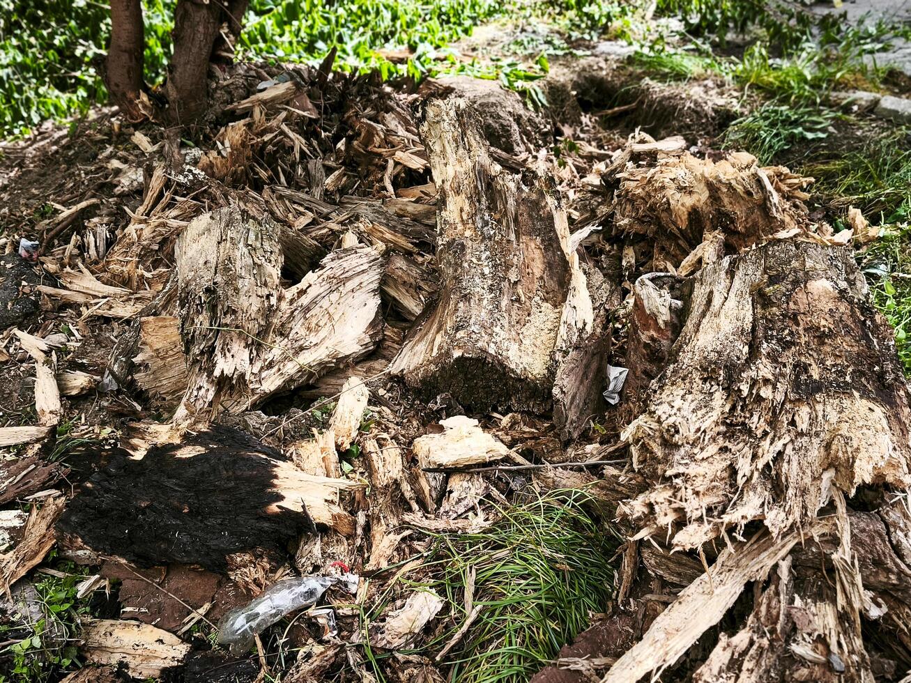A pile of wood and leaves with a few pieces of trash. The pile is in a yard and has a lot of debris photo