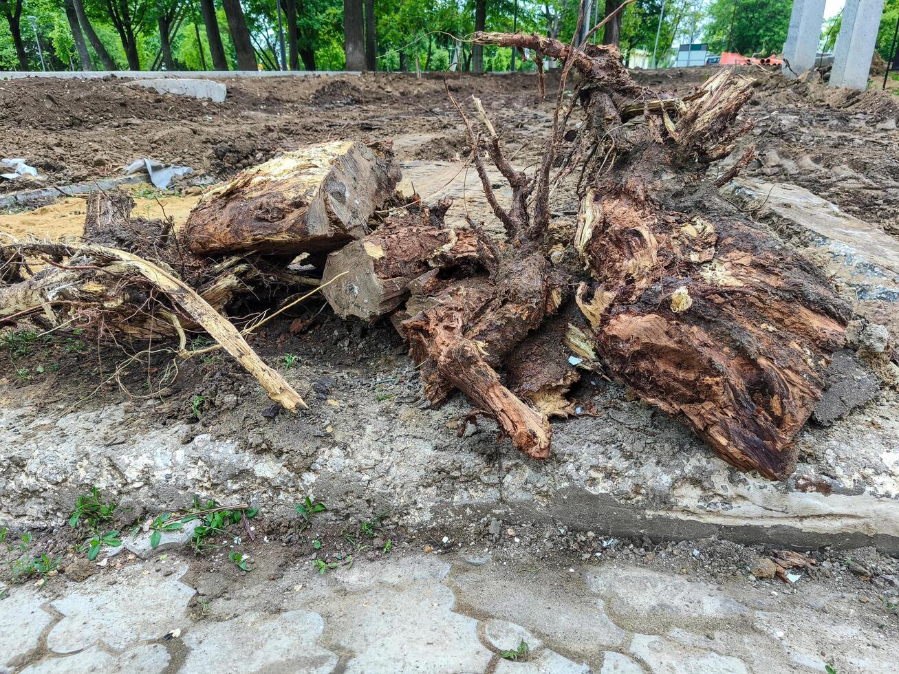 A pile of wood is on the ground, with some of it being rotten. The pile is on a sidewalk, and it is a mess photo