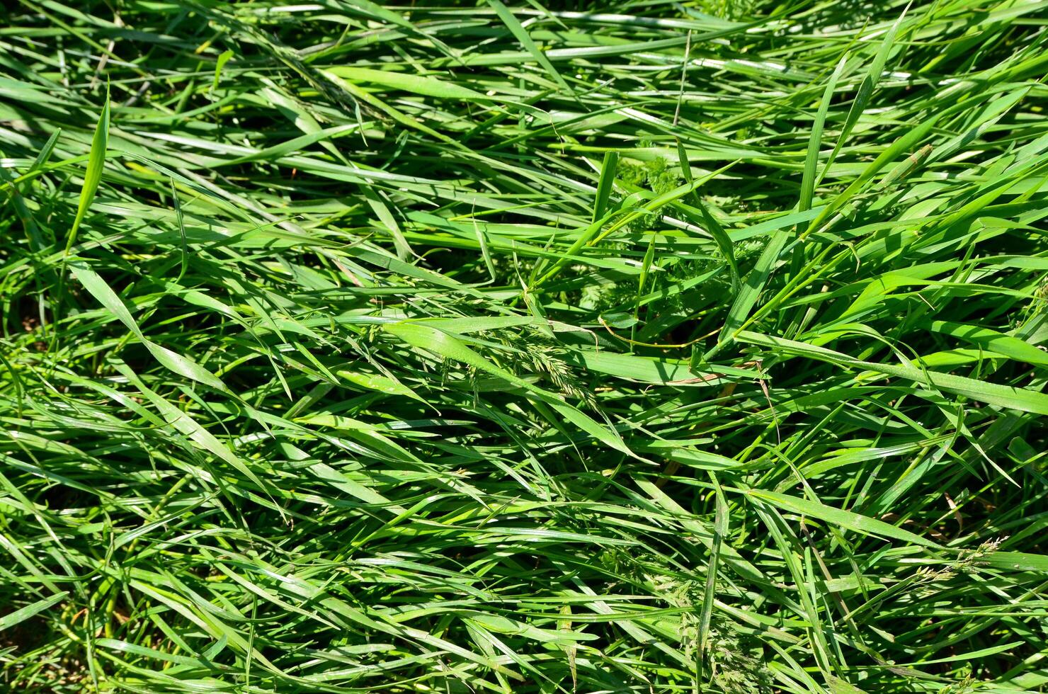 A field of green grass with a few weeds in it. The grass is tall and the weeds are small photo