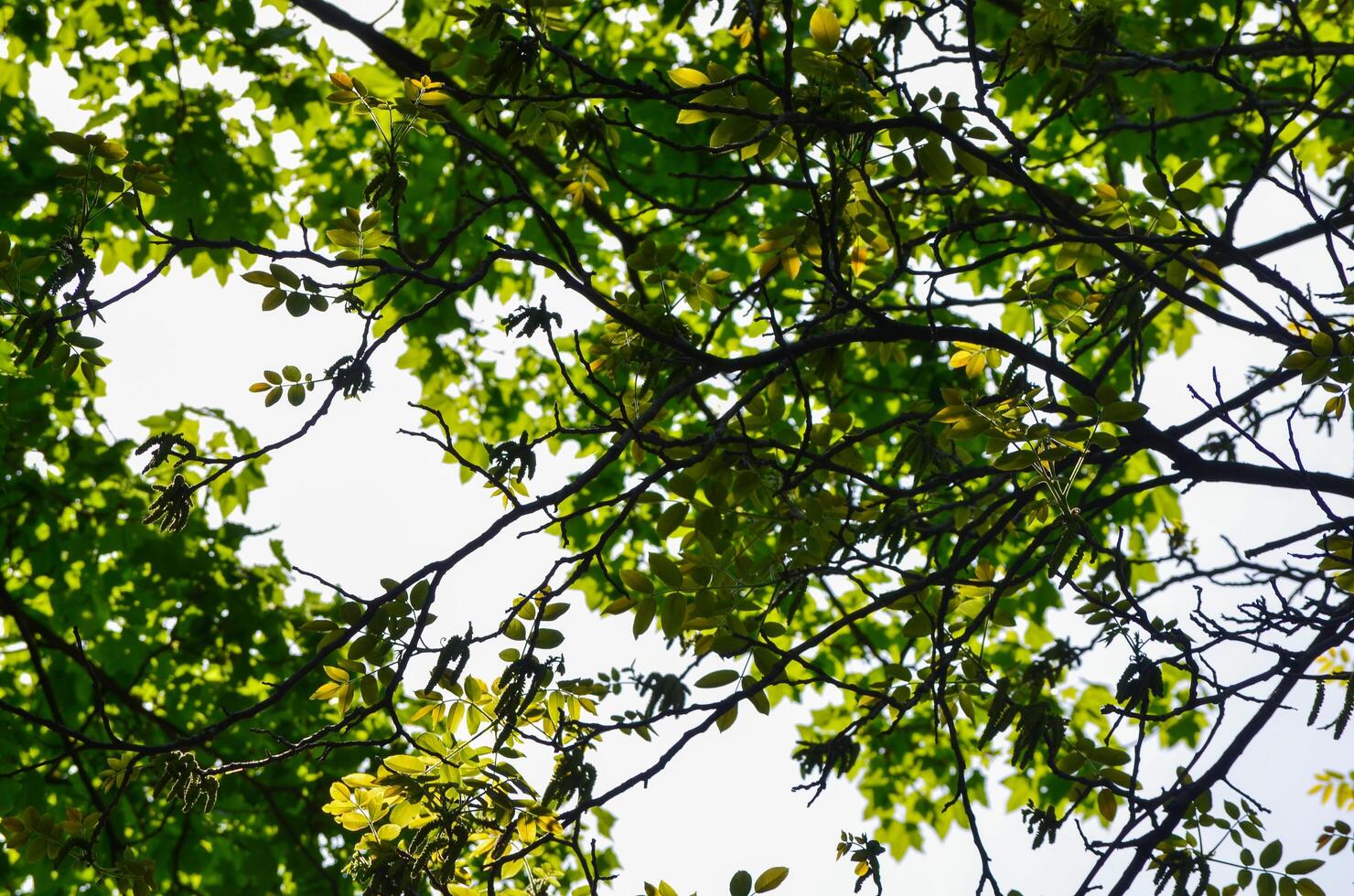 A tree with green leaves and a white sky in the background. The leaves are spread out and the sky is clear photo