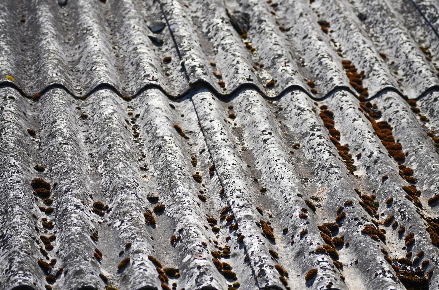 The roof is covered in moss and has a grey color. The moss is growing on the roof and it looks like it has been there for a while photo