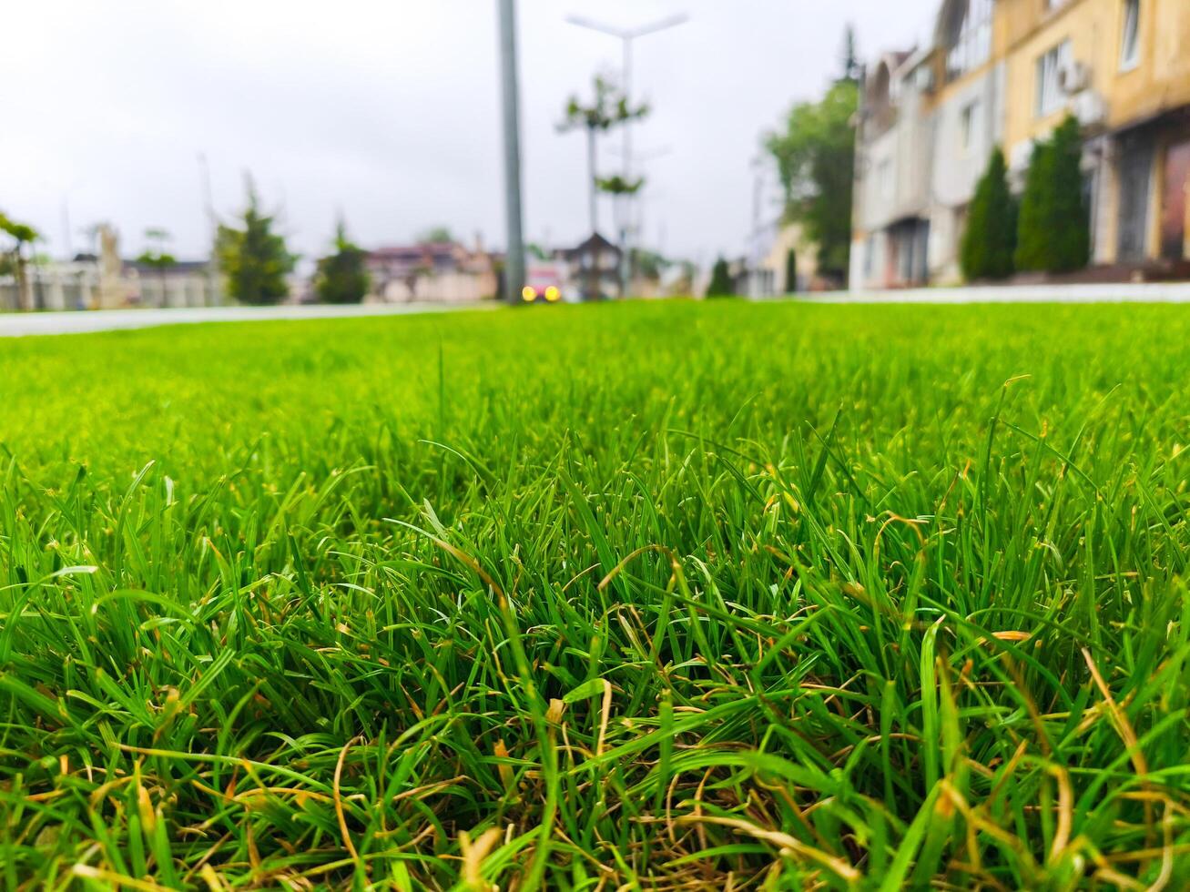 A large green field with a few trees in the background. The grass is lush and well-maintained photo
