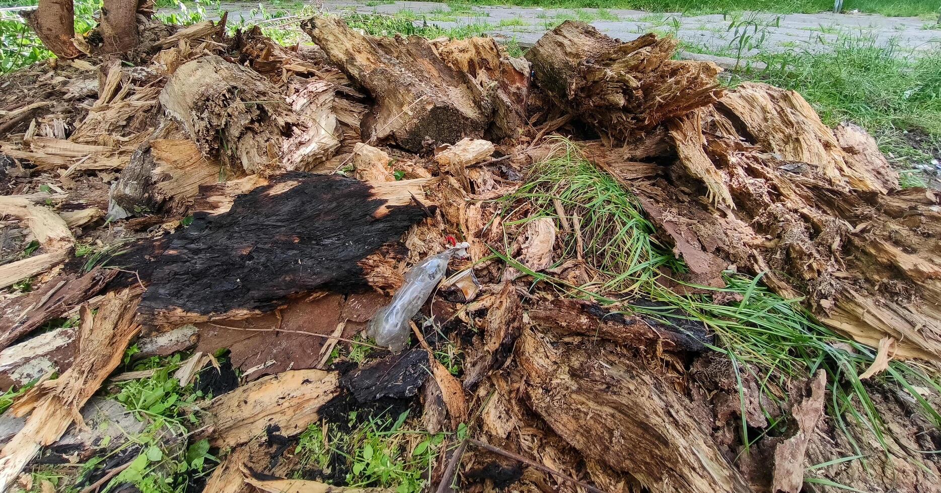A pile of wood and leaves with a small object in the middle. Scene is somewhat eerie and mysterious photo