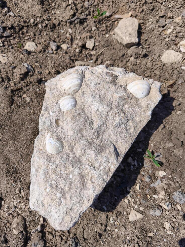 A rock with shells on it is sitting on the ground. The shells are white and the rock is gray photo