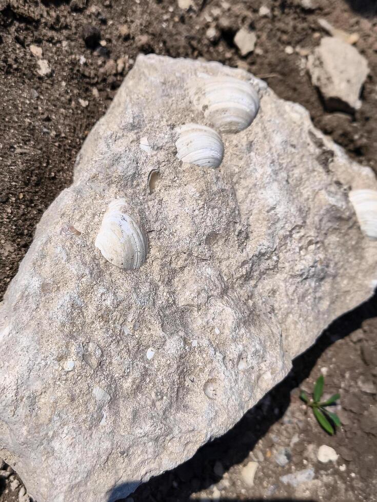 A rock with shells on it. The shells are white and the rock is gray photo
