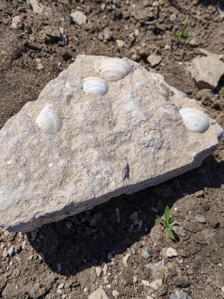 A rock with shells on it. The shells are white and the rock is gray. The rock is on a dirt field photo