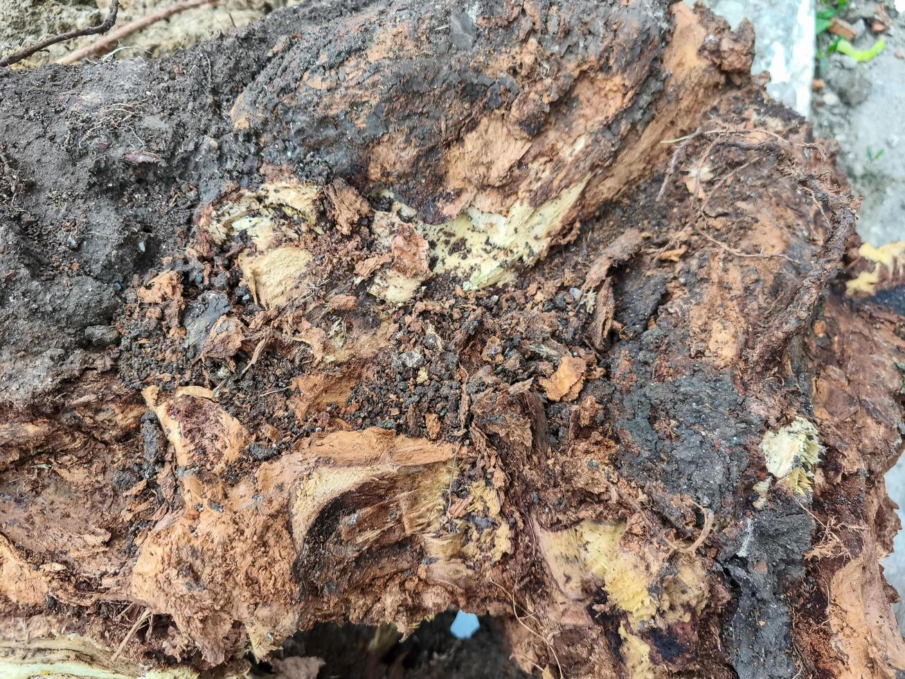 A tree stump with a lot of dirt and insects on it. The insects are crawling all over the stump and the dirt is covering the stump photo