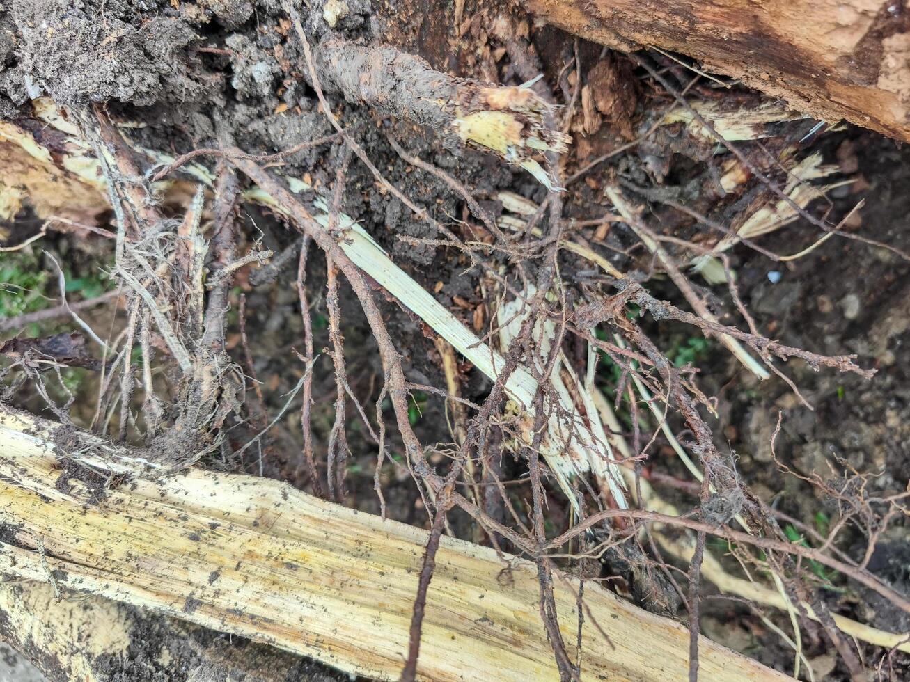 A pile of roots and twigs on the ground. The roots are brown and the twigs are yellow photo