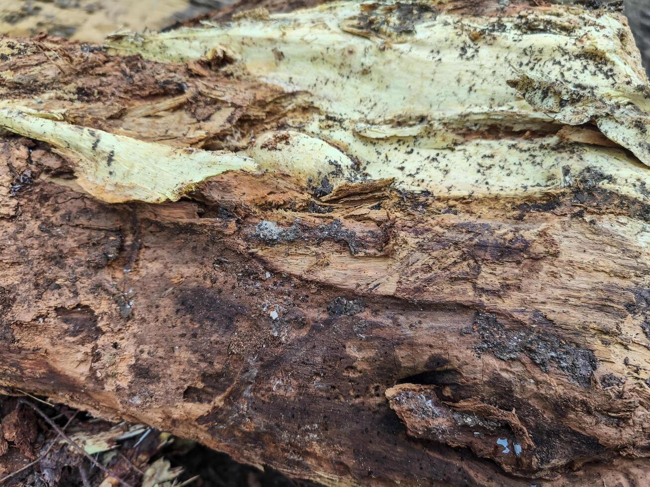 A piece of wood with a lot of dirt and grime on it. The wood is brown and has a rough texture photo