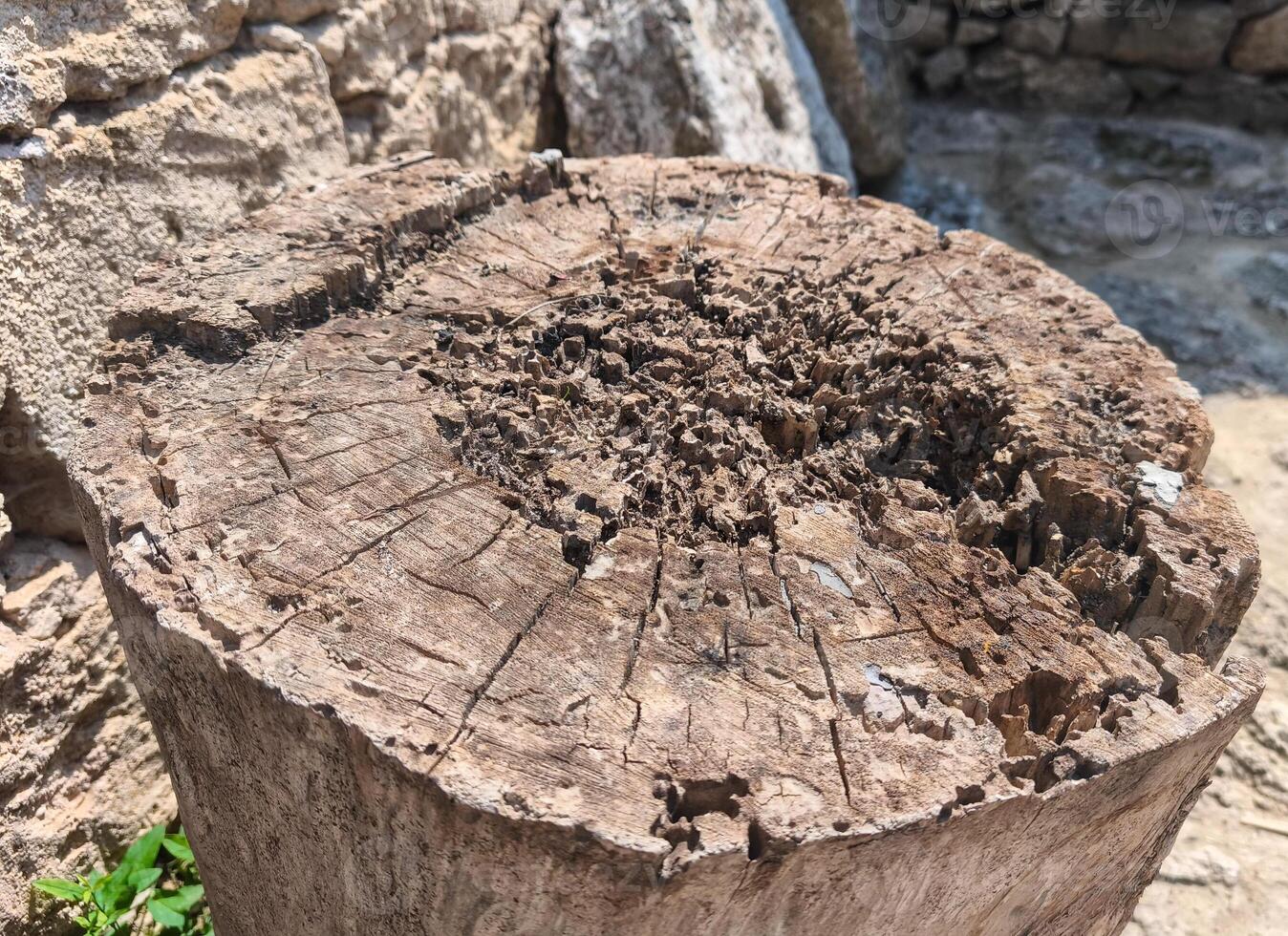 A large log with many holes in it. The log is brown and has a rough texture. The holes are scattered all over the log, and some of them are quite large. The log appears to be weathered and aged photo