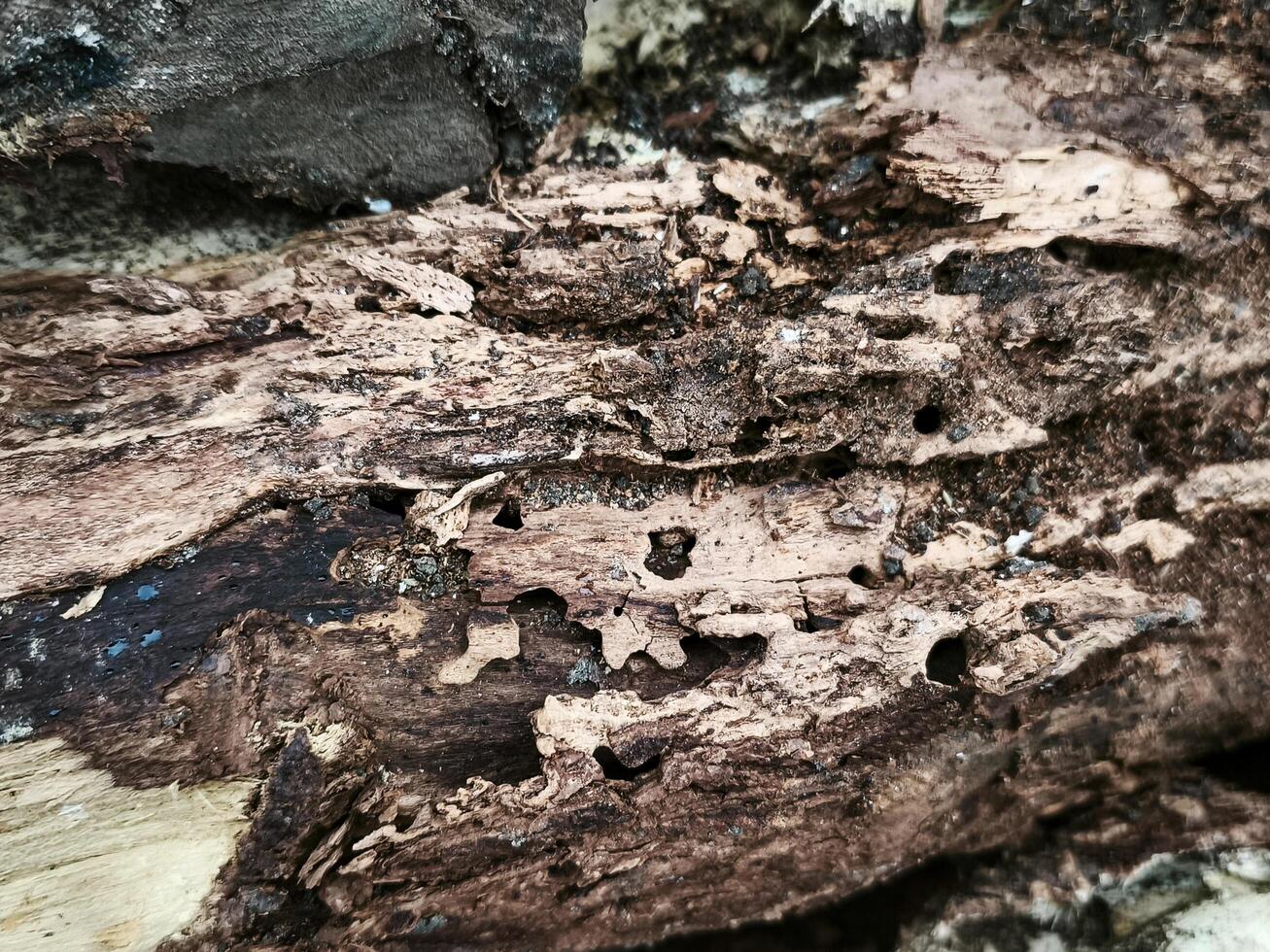 A piece of wood with holes in it. The holes are made by insects. The wood is brown and has a rough texture photo