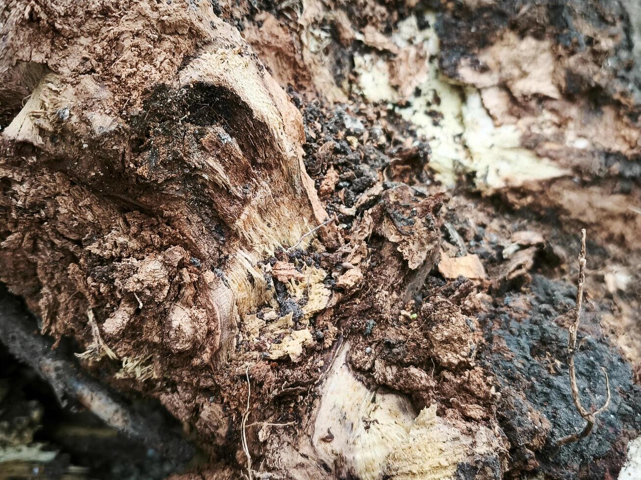 A tree stump with a lot of dirt and debris on it. The dirt is brown and the stump is rough photo