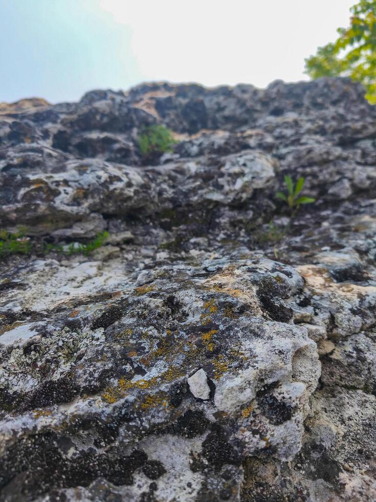 A rock with moss growing on it. The moss is green and yellow. The rock is gray and white photo