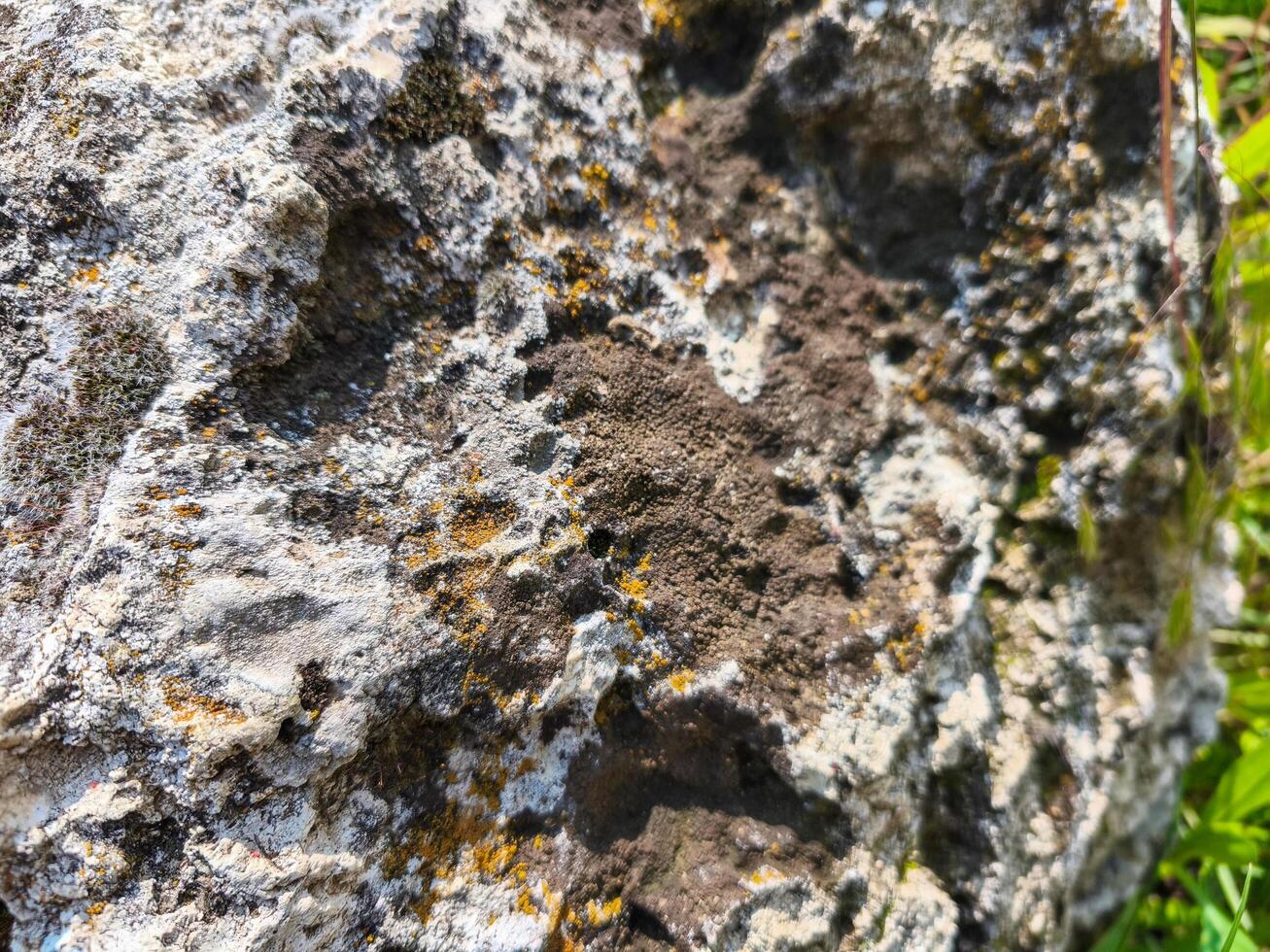 A rock with moss growing on it. The moss is green and yellow. photo