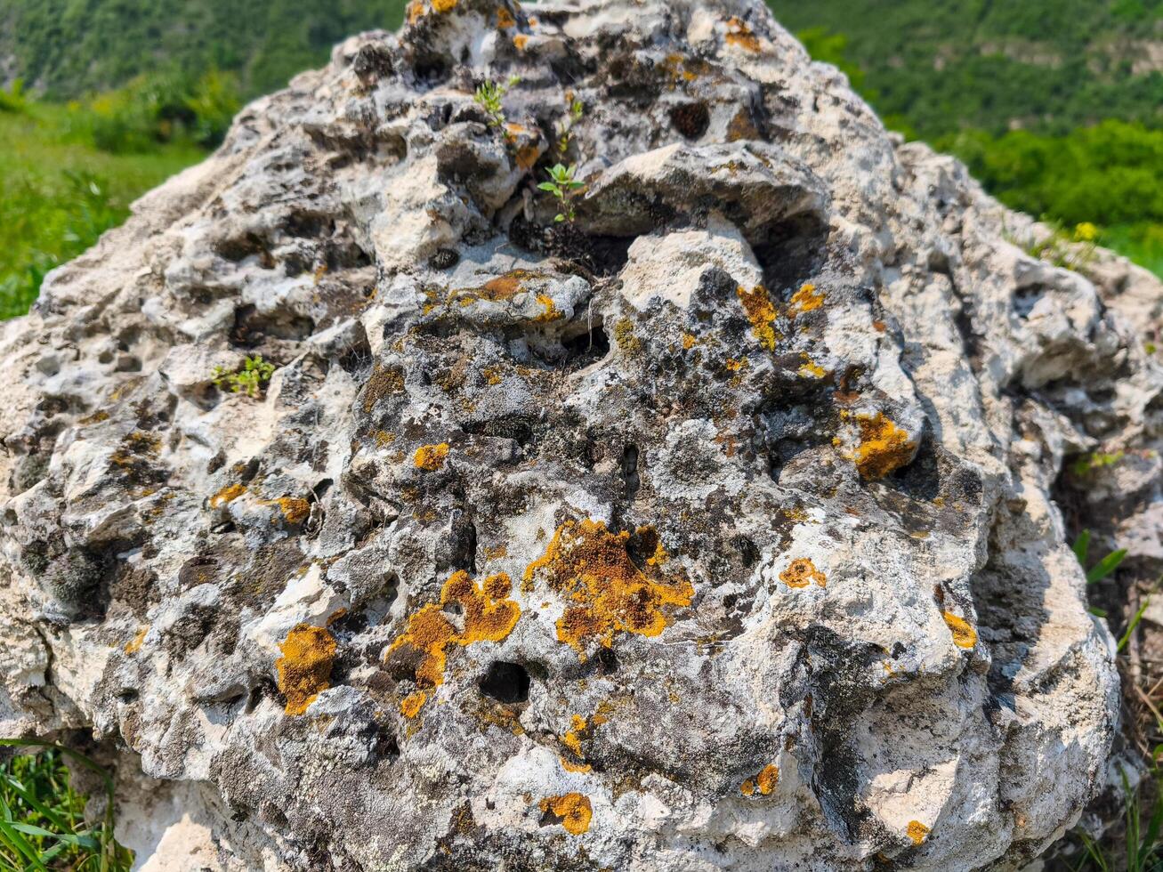 A rock covered in moss and lichen. The moss is yellow and green. The rock is large and rough photo