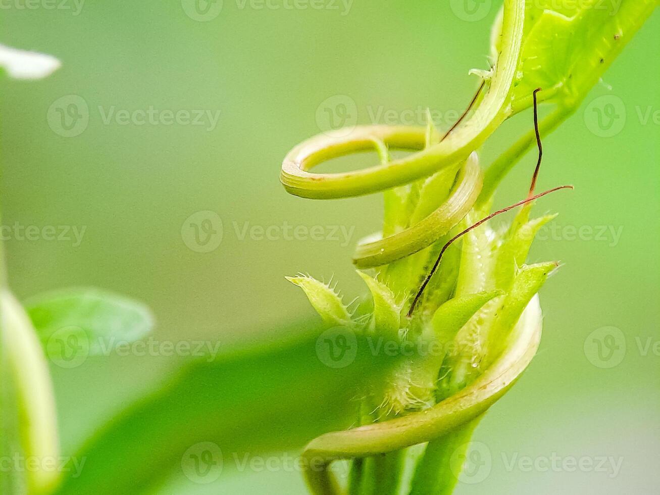 Delicate green vine tendrils coiling against a soft, blurred green background, evokes new life. photo