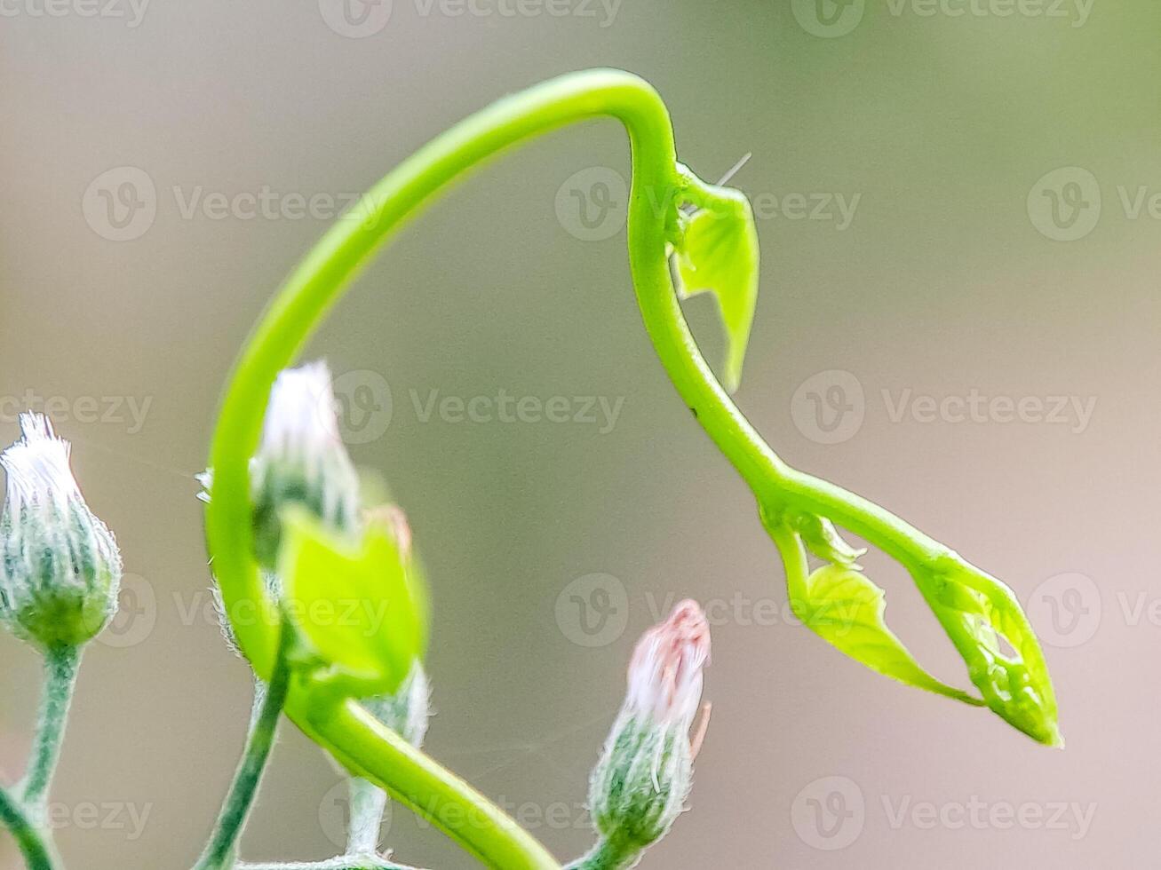 Vibrant green tendril of a plant curling and reaching for light, a symbol of growth and vitality. photo
