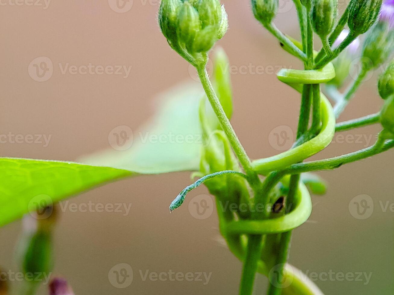 Green plant with vine tendrils wrapping around stems, showing growth and plant structure elegantly. photo