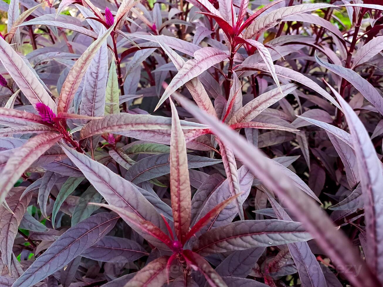 A close-up of pointed leaves in shades of pink and burgundy creating a dense, vibrant pattern. photo