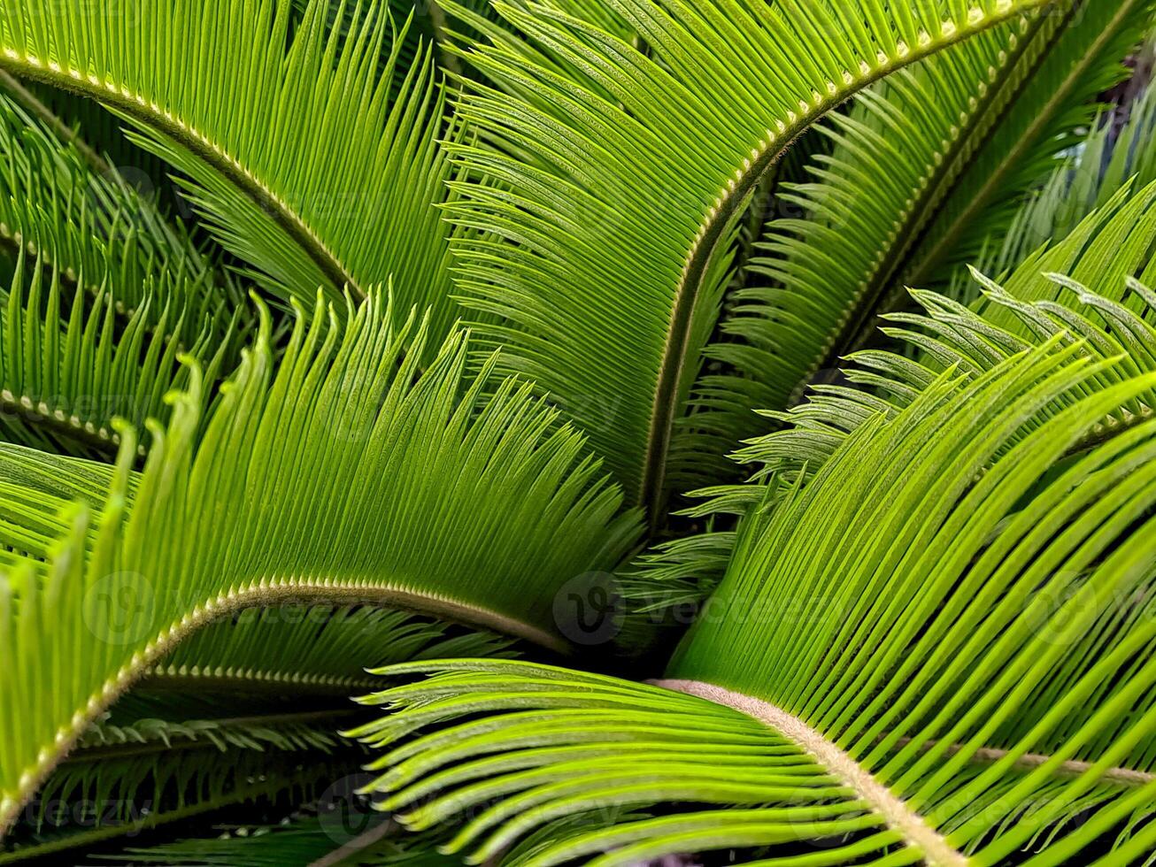 Vibrant green palm fronds create a sense of tropical abundance and natural textural patterns. photo