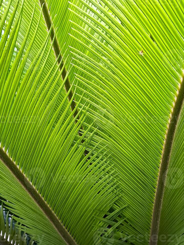 Vibrant green palm fronds overlap, creating a textured natural background and feeling of freshness. photo