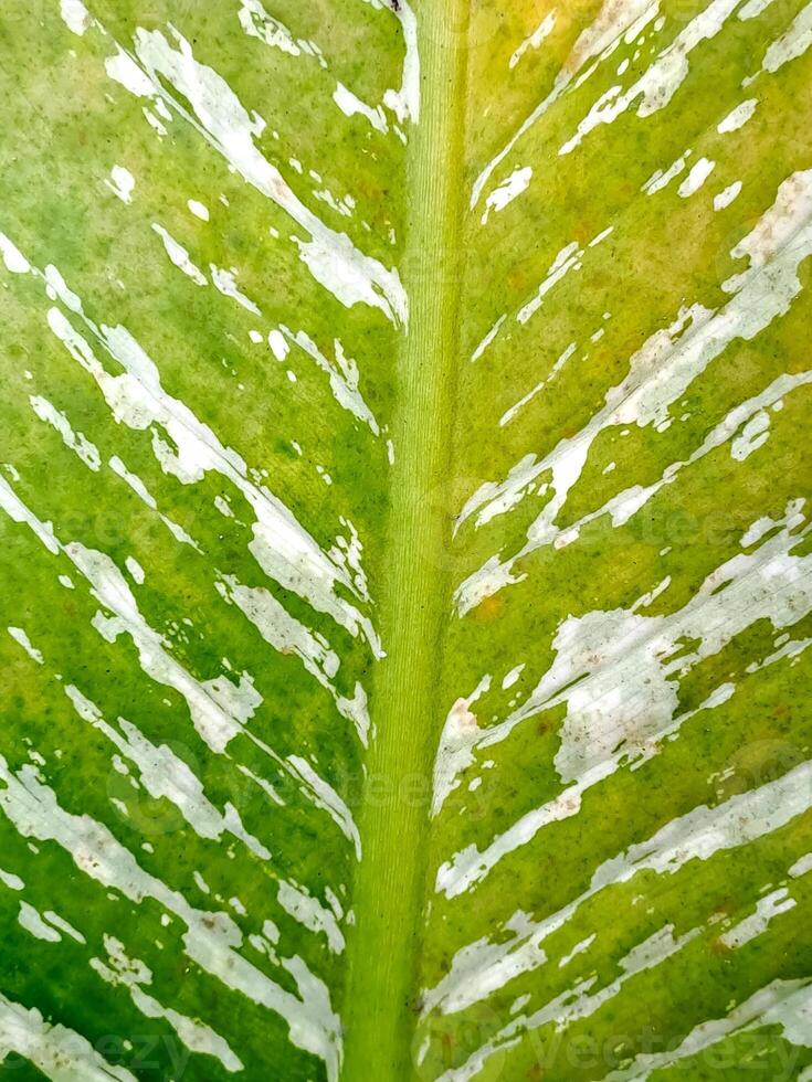 Striking green leaf showcases bold white variegation pattern, creating a captivating natural design photo