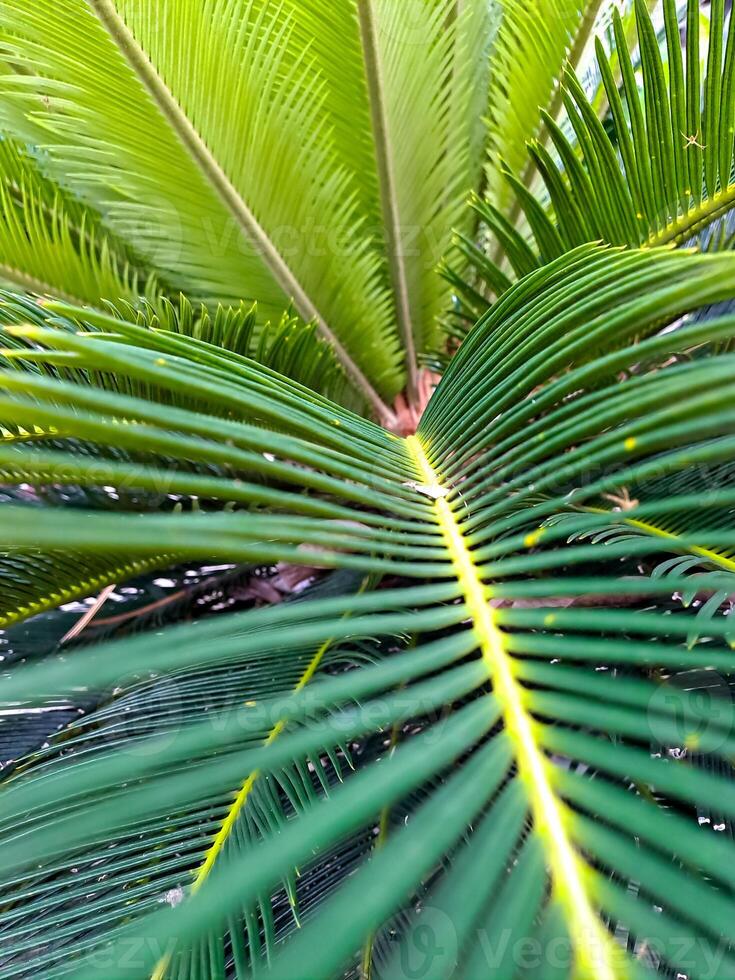 The vibrant green palm fronds fan outwards, creating a sense of tropical abundance and growth today. photo