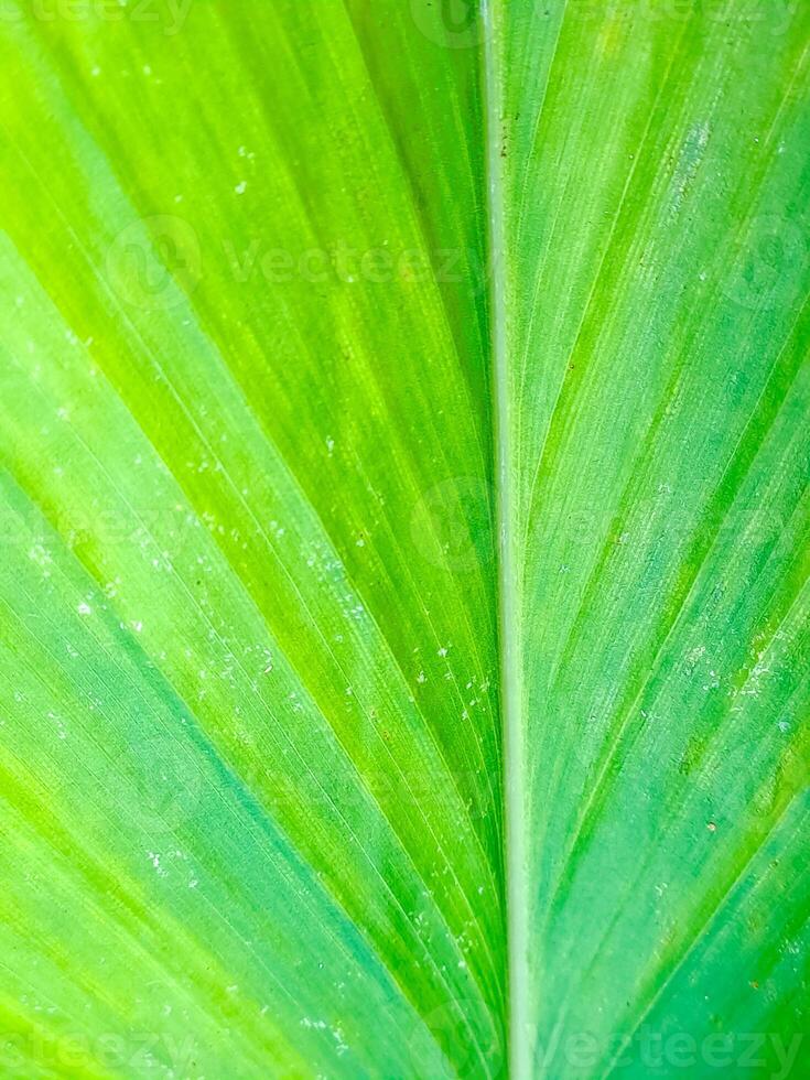 Radiant green leaf presents its vibrant texture and radiating venation in a lush botanical scene. photo